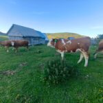 Agricultură de precizie AFIR | Digitalizarea fermei