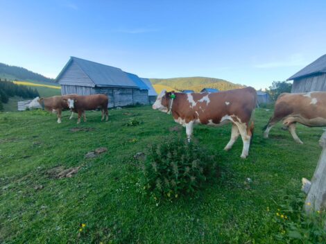 Agricultură de precizie AFIR | Digitalizarea fermei