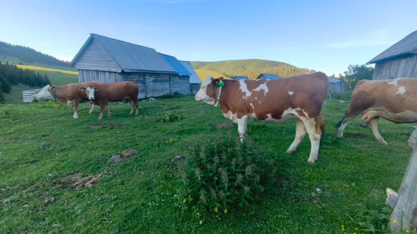 Agricultură de precizie AFIR | Digitalizarea fermei