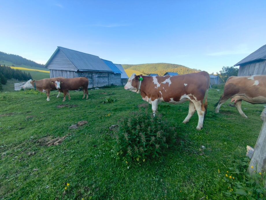 Agricultură de precizie AFIR | Digitalizarea fermei